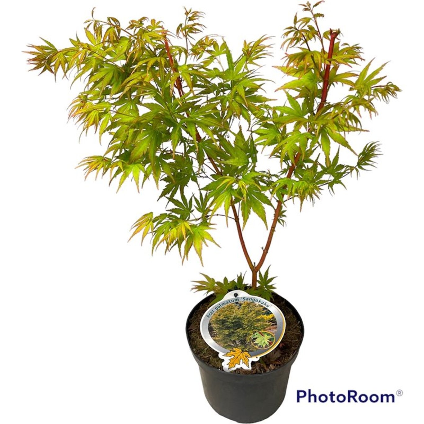 Acer pal. 'Sangokaku' - C3 40-50 CM